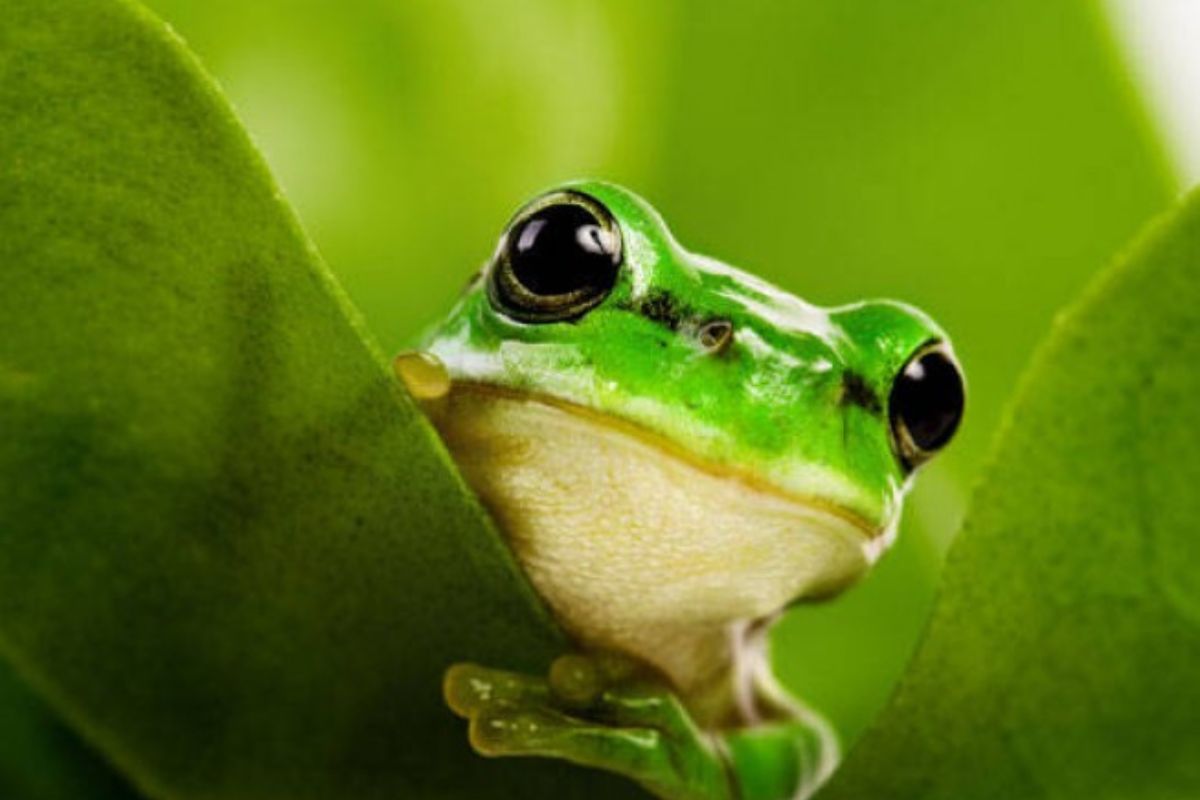 Insolite : Il construit une maison pour une grenouille sauvage et fait le buzz sur TikTok (vidéo)