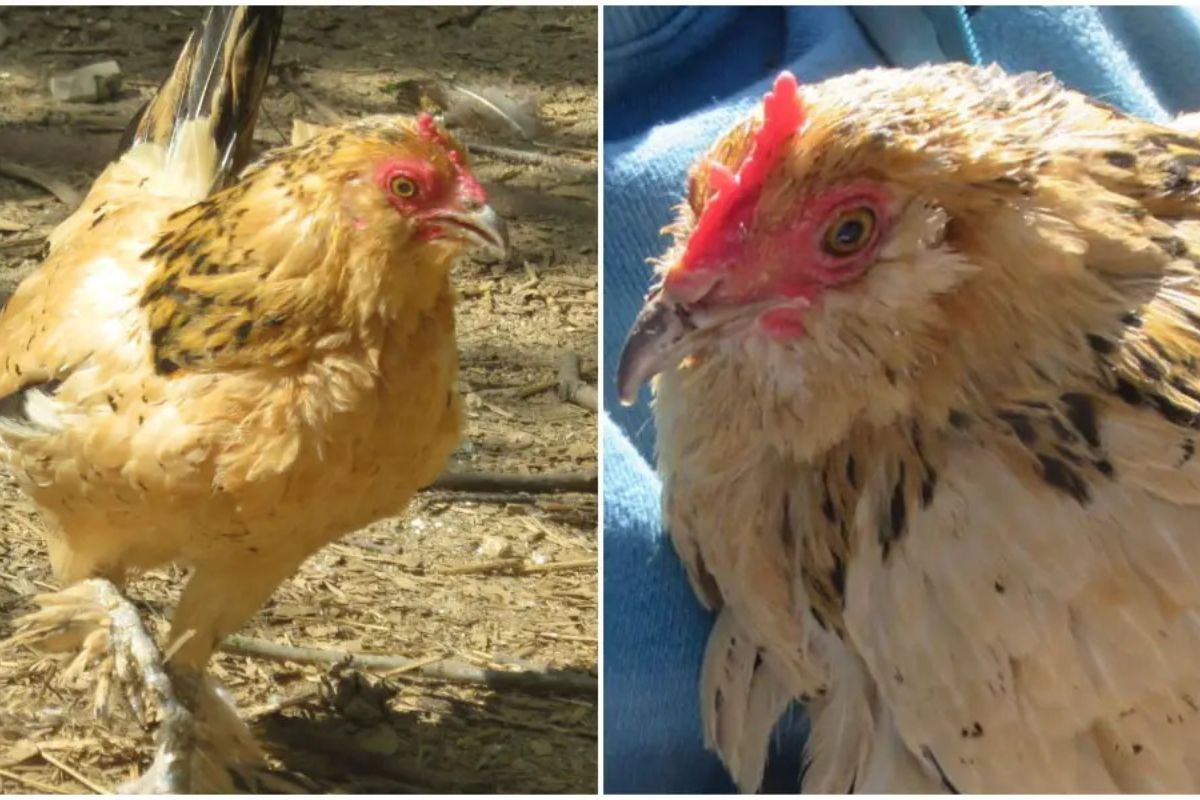 Côte d’Ivoire/Un poulet vendu à 2 000 000 Fcfa ; Voici la raison