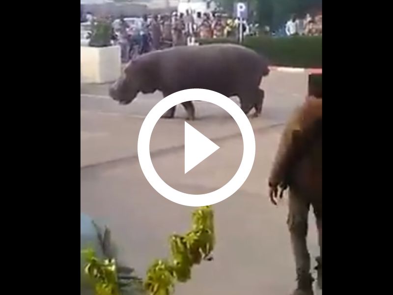 hippopotame Logone