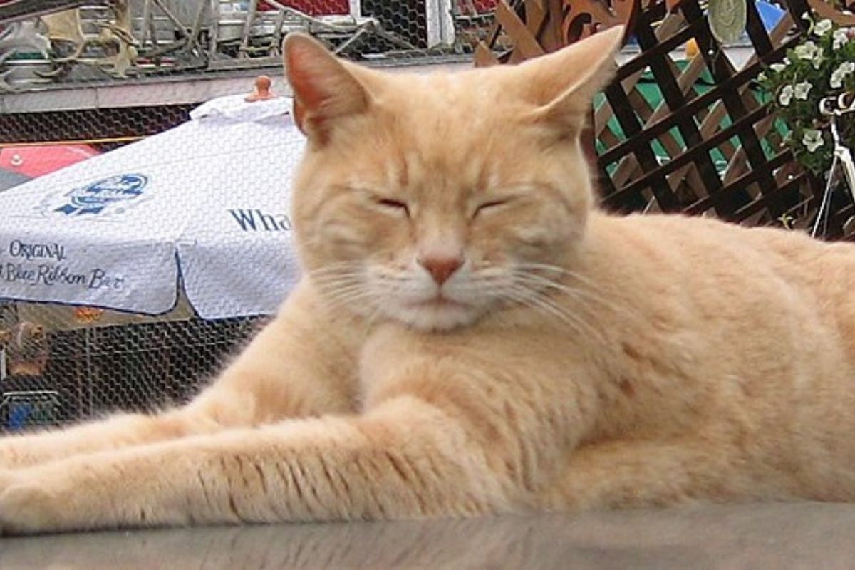 Etats-Unis : un chat élu maire le plus célèbre d’Alaska