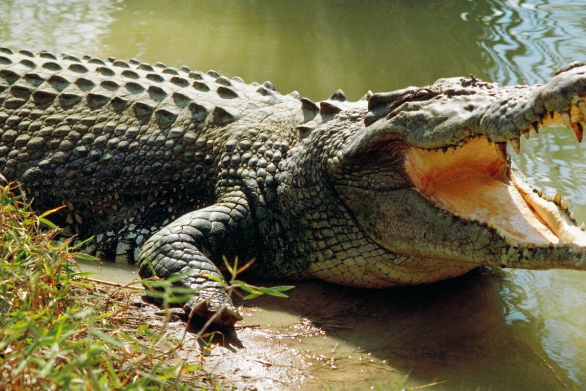 crocodiles crocodile Côte d'Ivoire jeunes