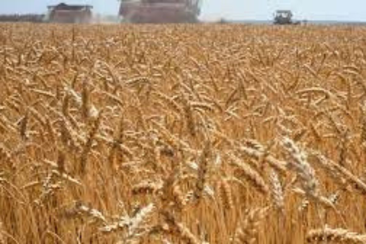 Blé : avec un record de production de 640.000 tonnes, ce pays africain s'apprête à devenir un pôle régional pour ce céréale