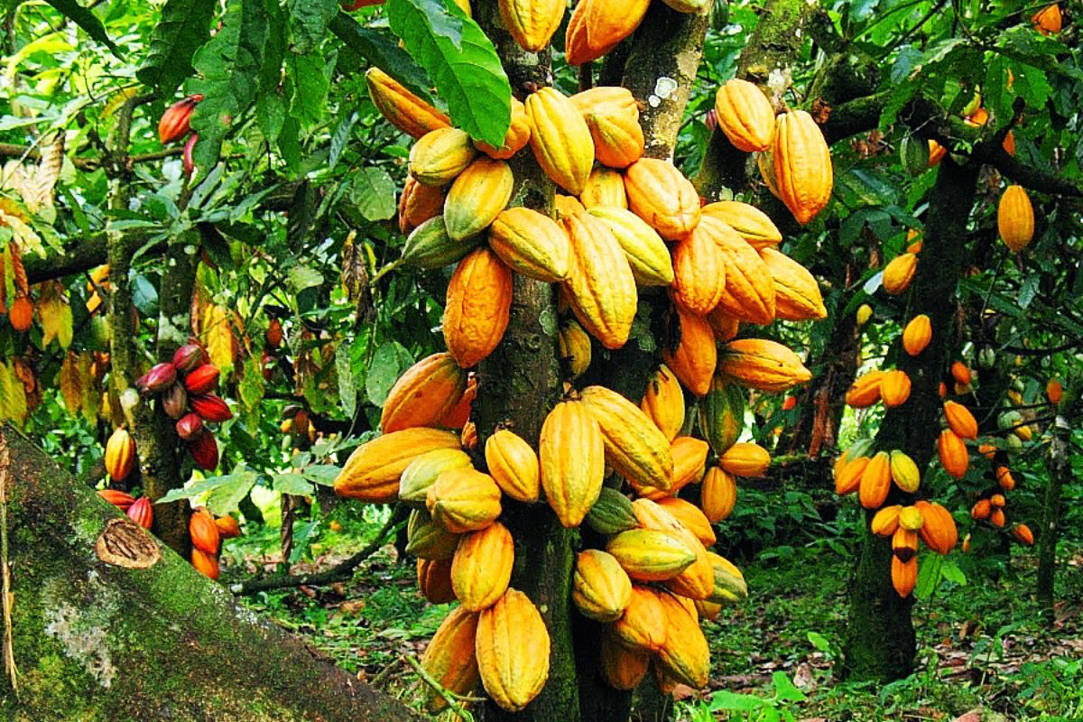 Côte d'Ivoire / Cacao café prix