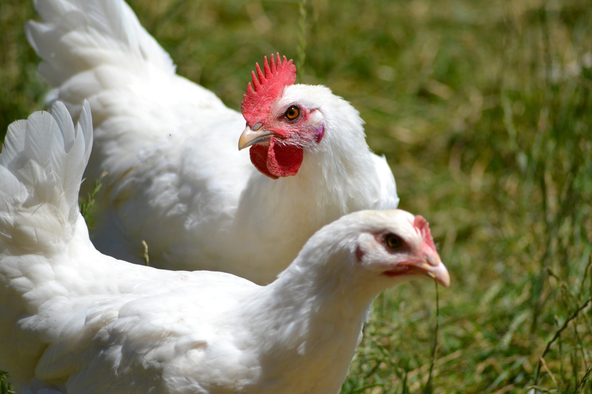 poulets