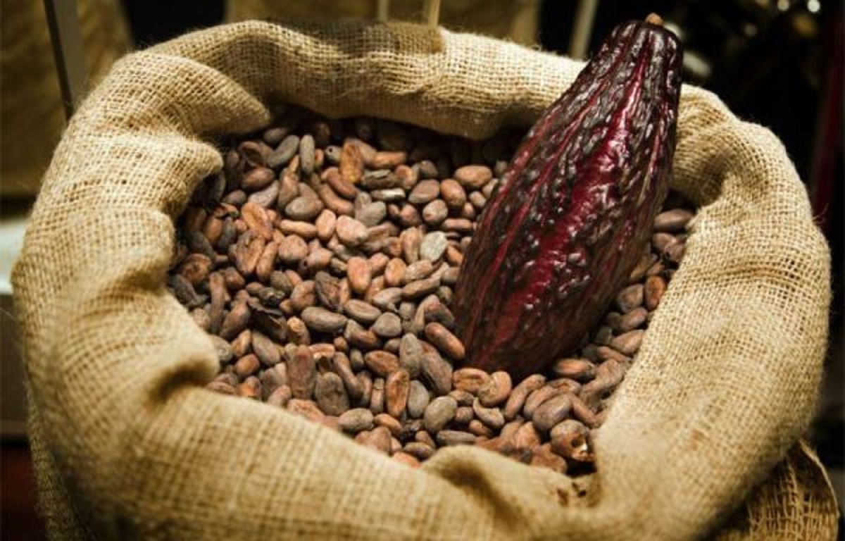 Cacao Côte d'Ivoire