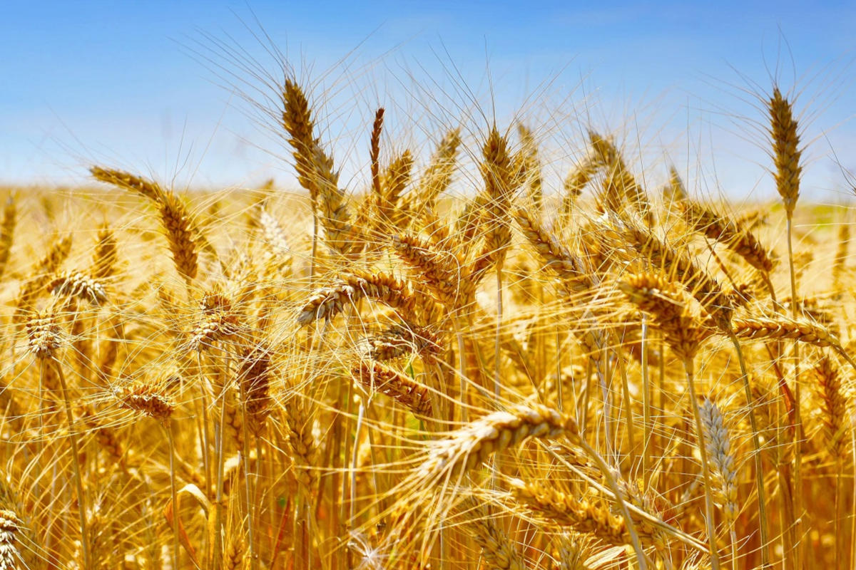 blé 29,7 millions de tonnes Maroc : mauvaise nouvelle pour les populations, la culture des céréales...blé