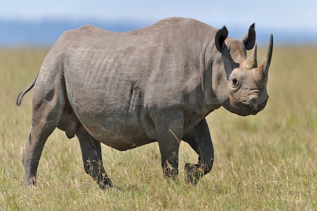 Côte d’Ivoire : quand un rhinocéros terrifie tout un village (vidéo)