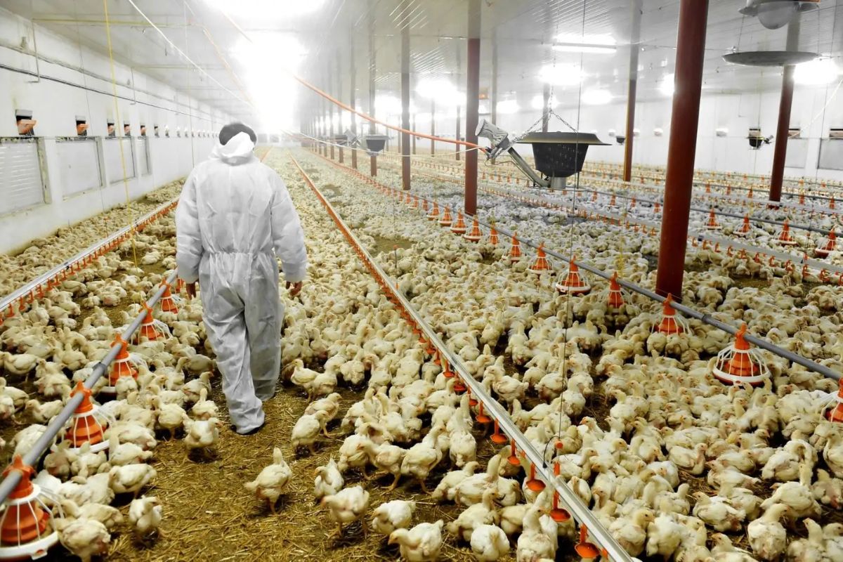 Grippe aviaire : ce pays européen confine les volailles sur tout son territoire
