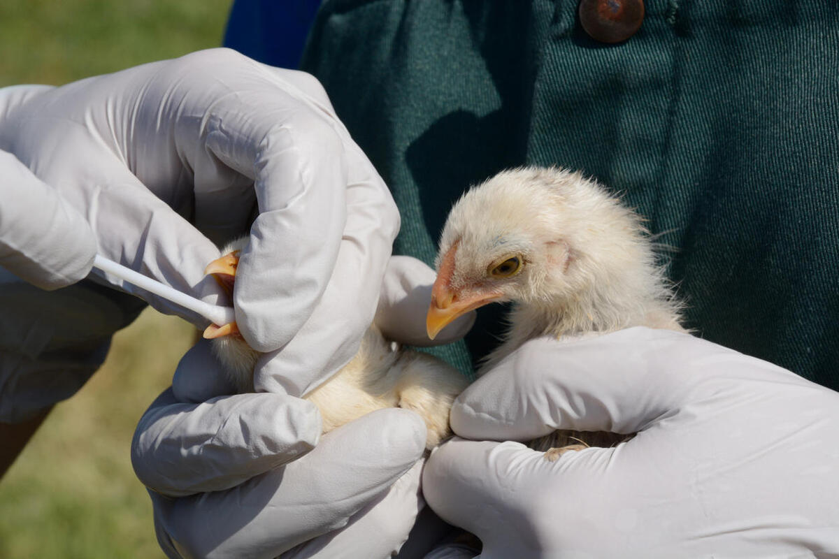 Togo / Santé : halte à la grippe aviaire, les experts africains sont à Lomé