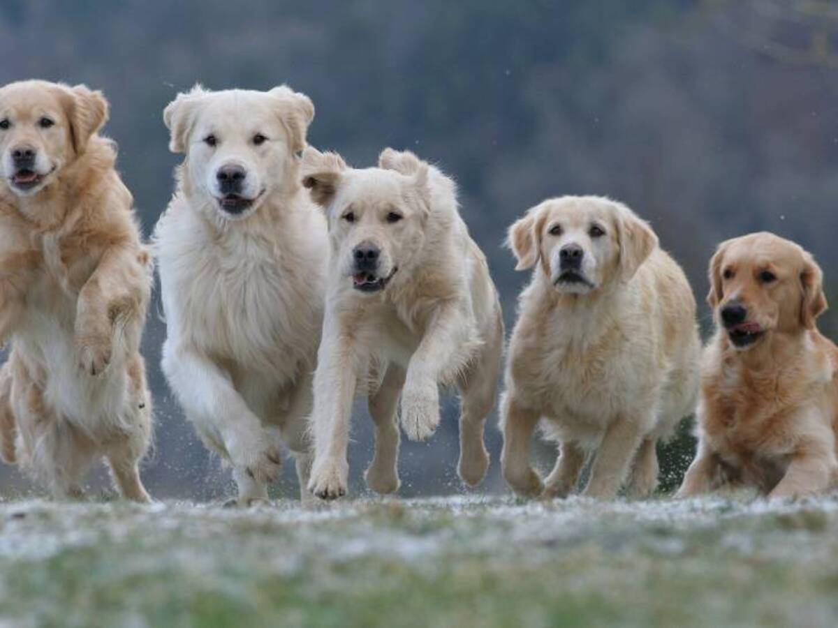 Concours de beauté : voici le chien le plus moche du monde en 2024