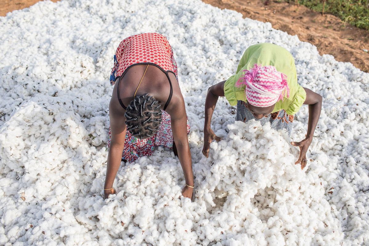 Production de coton : ce pays de l’Afrique de l’Ouest en passe de dépasser le Bénin et le Mali  