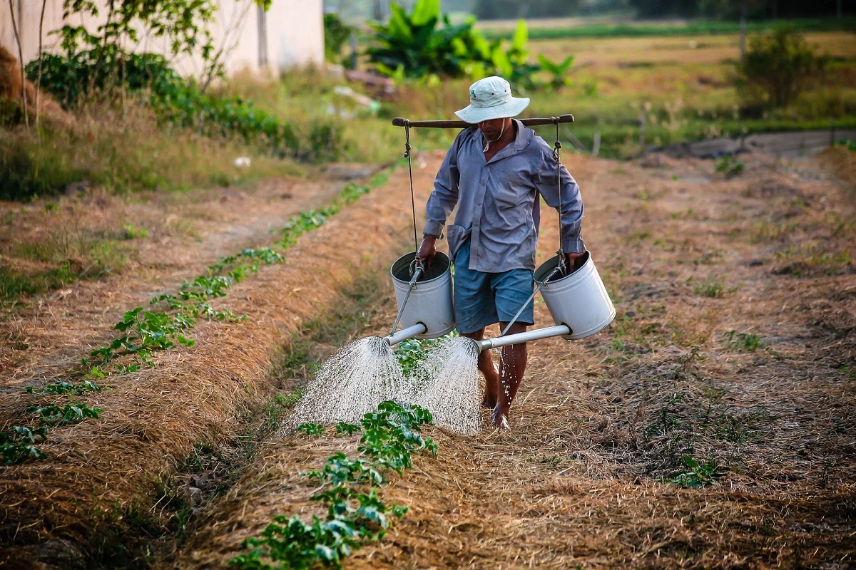 Afrique : la Chine va investir des milliards de FCFA dans l'agriculture