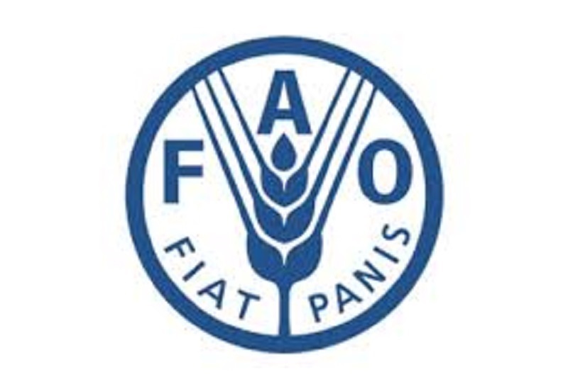 L’Organisation des Nations Unies pour l’alimentation et l’agriculture (FAO) recrute (24 Janvier 2025)