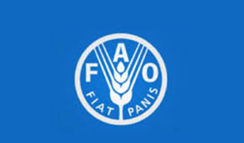 L’Organisation des Nations Unies pour l’alimentation et l’agriculture (FAO) recrute (29 avril 2025)