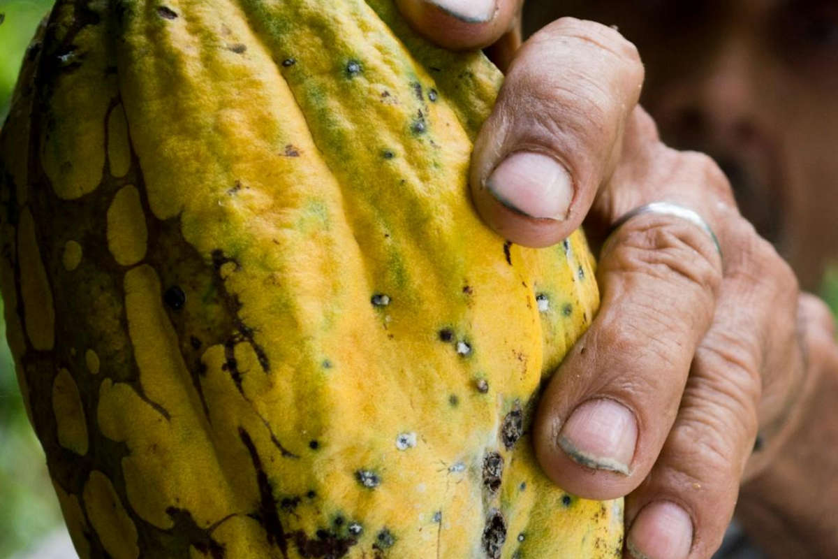 le Cameroun, le Nigeria, le Ghana et la Côte d'Ivoire Cacao