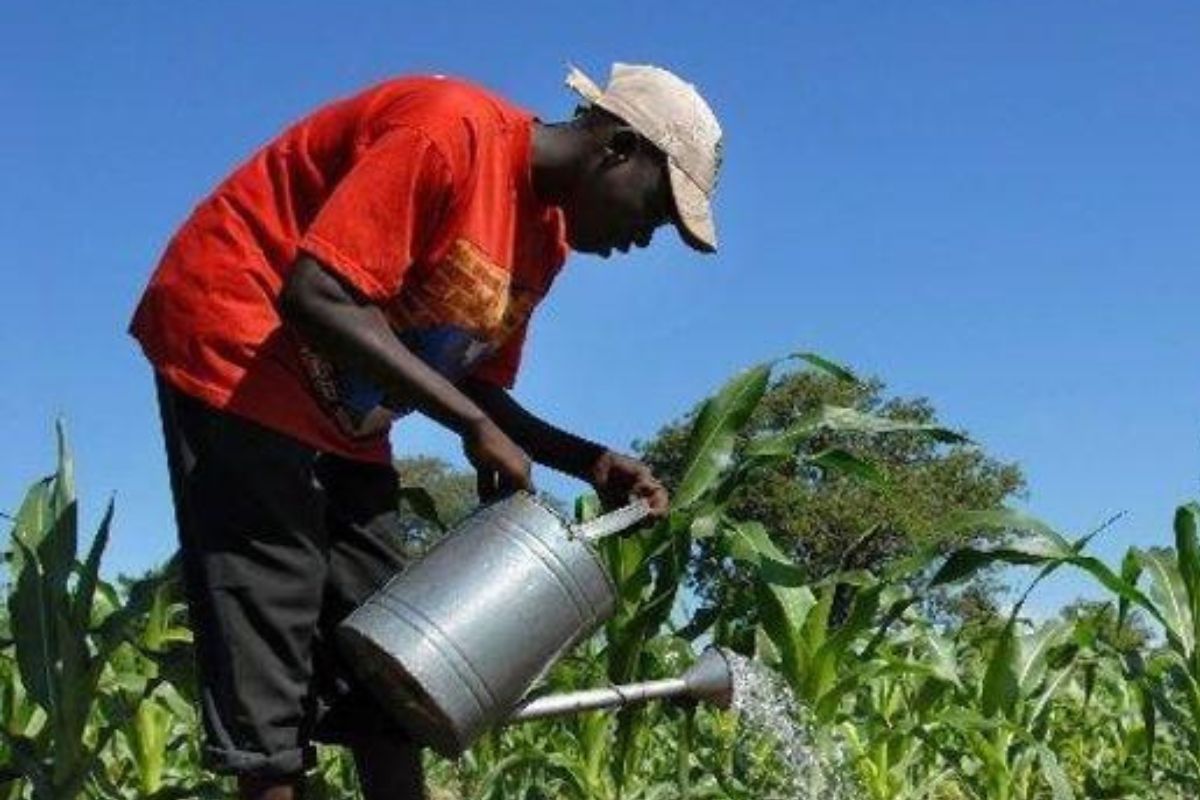 agriculteur africain