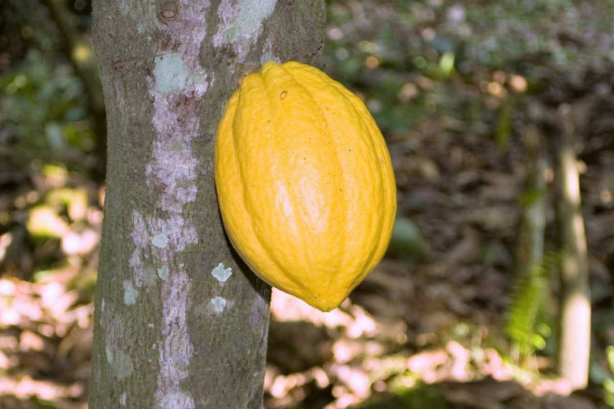 cacao Côte d'Ivoire : blocage dans la filière du cacao, les planteurs haussent le ton