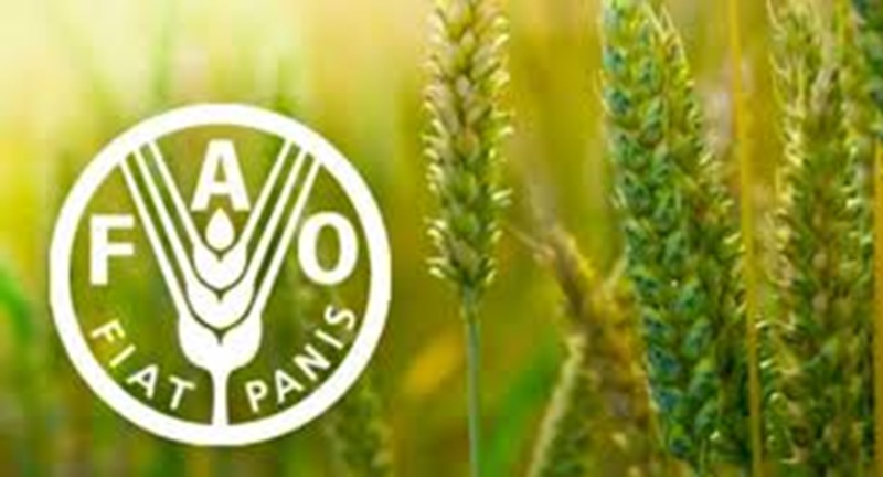 L’Organisation des Nations Unies pour l’alimentation et l’agriculture (FAO) recrute (31 juillet 2025)