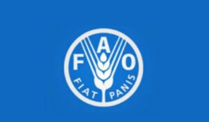 L’Organisation des Nations Unies pour l’alimentation et l’agriculture (FAO) recrute (20 novembre 2025)