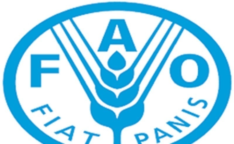 L’Initiative des jeunes champions forestiers 2026 de la FAO : appel à candidatures