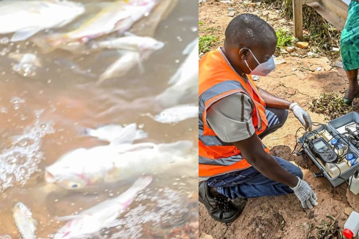 Mortalité de poissons au barrage n°3 de Ouagadougou : voici ce que révèlent les analyse