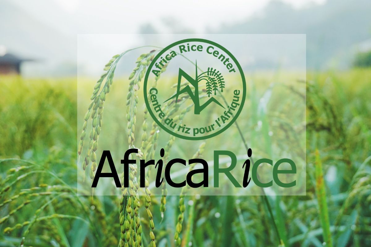 Le Centre du riz pour l’Afrique (AfricaRice) recrute pour de nouveaux postes - 19 août 2026