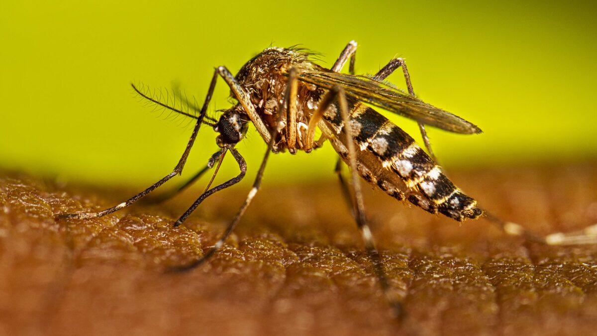 Hausse des cas de dengue dans le Grand-Lomé : le ministère de la Santé sonne l'alarme